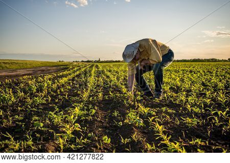 Senior Farmer Is Standing In His Growing Corn Field. He Is Is Examining His Sown Corn Field.