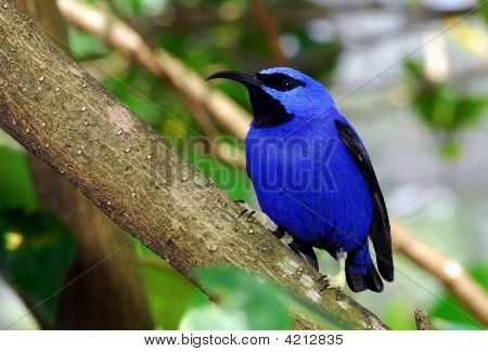 Blue Bird