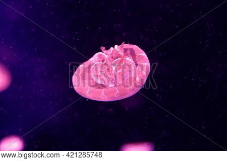 Macro Of A Beautiful Jellyfish Cassiopea Andromeda Close Up