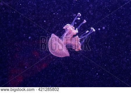 Macro Of A Beautiful Jellyfish Phyllorhiza Punctata Close Up