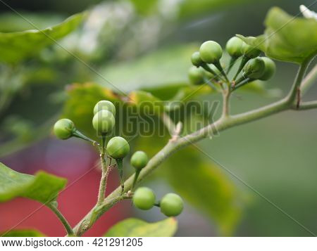 Turkey Berry, Solanum Torvum, Solanum Torvum Name Green Vegetable Blooming In Garden On Nature Backg