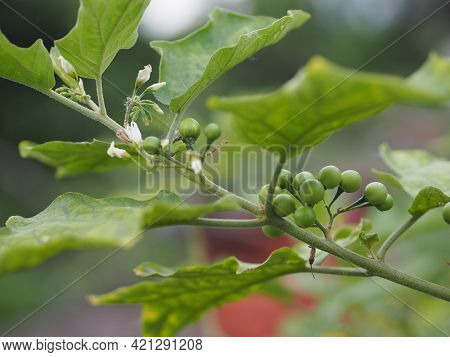 Turkey Berry, Solanum Torvum, Solanum Torvum Name Green Vegetable Blooming In Garden On Nature Backg