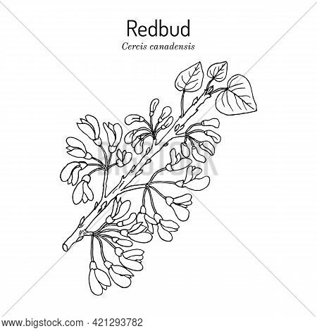 Eastern Redbud Cercis Canadensis , The Official State Tree Of Oklahoma. Botanical Hand Drawn Vector 