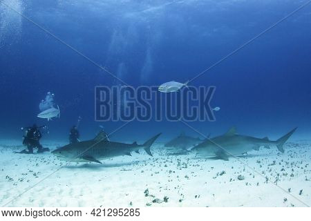 Three Tiger Sharks (galeocerdo Cuvier) Approaching Divers On Sandy Bottom. Tiger Beach, Bahamas