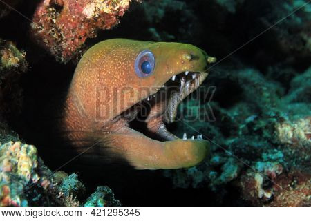 Panamic Green Moray (gymnothorax Castaneus) With Open Mouth, Looking Out From Its Cavity In The Reef