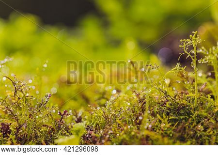 Mizuna Microgreen Japanese Mustard On A Blurred Background. Selective Focus. Top View.