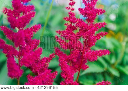 Maroon Astilba, Fluffy Dark Red Astilba Inflorescences Bloomed In Summer.