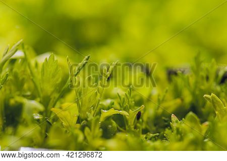 Mizuna Microgreen Japanese Mustard On A Blurred Background. Selective Focus. Top View.