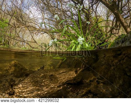 50/50 Over/underwater Three-cornered Garlic Flowers By A Stream In Bog Meadow, Enniskerry