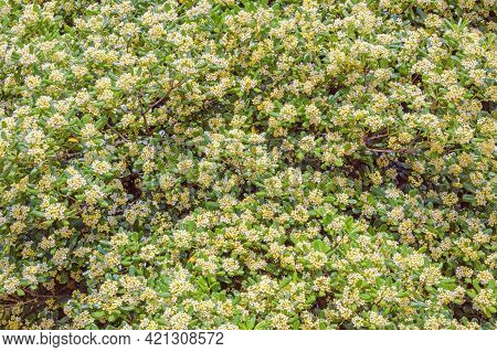 Leaves And Flowers Of Flowering Tree Pittosporum Tobira (australian Laurel, Japanese Pittosporum, Ja
