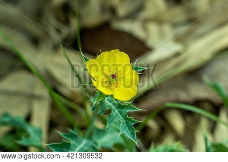 Bermuda Thistle, Brahmadanti, Cardo Santo, Caruancho, Chadron, Flowering Thistle, Gamboge Thistle, G