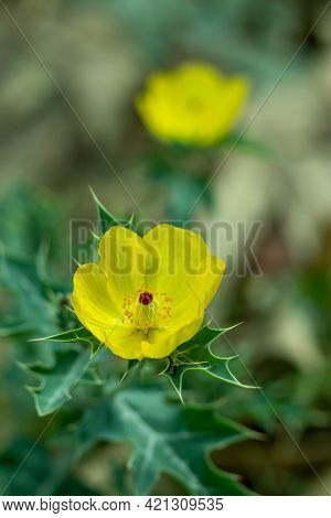 Bermuda Thistle, Chadron, Flowering Thistle, Gamboge Thistle, Gold Thistle Beautiful Yellow Flower P