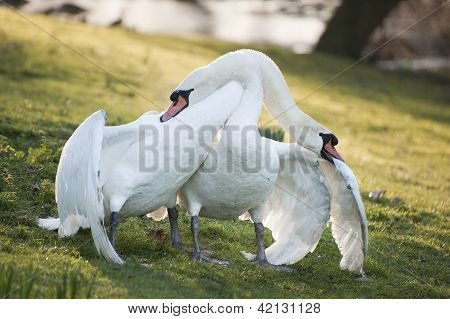 Mute Swans Display Aggressive And Tender Behaviour During Mating Ritual