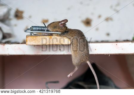 Dead Mouse In A Mousetrap. Mouse Hunting. The Mouse Is A Small Rodent And Pest
