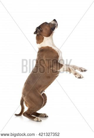 American Staffordshire Terrier  In Front Of White Background