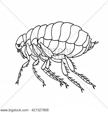 Common Flea, Parasite Insect, Carriers Of Plague And Other Diseases And Infections, Bloodsucker, Vec