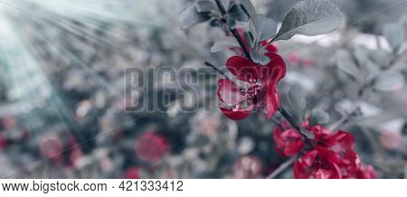 Branches With Red Flowers, Fruit Iva. Blossoming Fruit On Plantations. Close-up Of The Iva Flowers. 