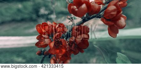 Branches With Red Flowers, Fruit Iva. Blossoming Fruit On Plantations. Close-up Of The Iva Flowers. 