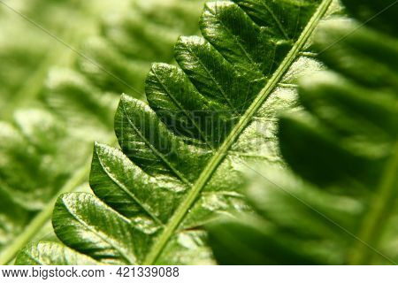 A Close-up Of A Pile Of Fern Leaves