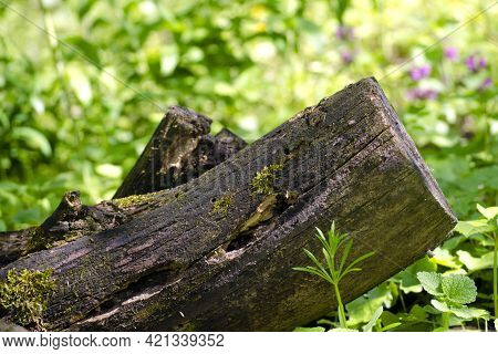 Old, Rotten Tree Stump In The Forest With Moss Close-up, In The Spring.