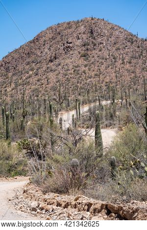 Bajada Loop Drive, A Winding Unpaved Road Is A Scenic Drive In Saguaro National Park In Arizona