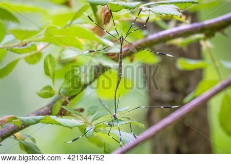 A Pair Of Eastern Phantom Crane Flies (bittacomorpha Clavipes) Mating. Raleigh, North Carolina.