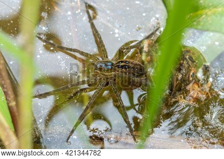 A Six-spotted Fishing Spider On The Water's Surface. Raleigh, North Carolina.