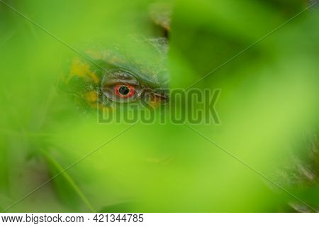 The Bright Red Eye Of An Eastern Box Turtle (terrapene Carolina Carolina) Peering Through The Greene