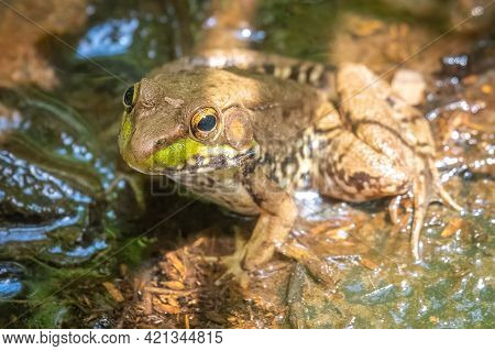 A Green Frog (rana Clamitans) Sits In The Water In A Bog. Raleigh, North Carolina.