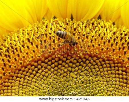 Slunečnice Bee
