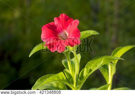 A Beautiful Red-crimson Inflorescence With Juicy Leaves Of The Petunia Multiflorous Flower On A Dark