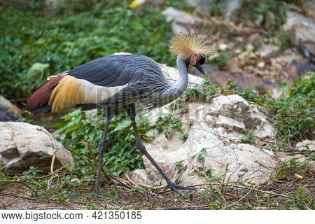 Crowned Shadoof (balearica Pavonina) Close Up, Thailand