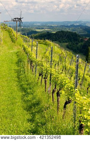 vineyard with windmill called klapotetz in south of Styria, Austria