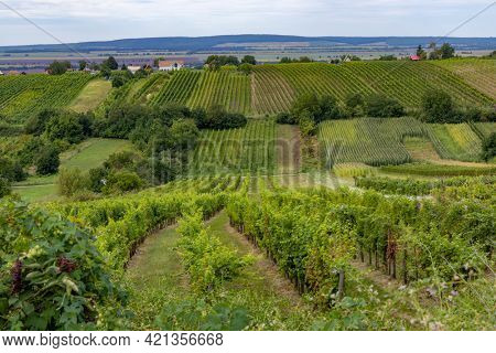 Summer vineyard nearby Strekov, Southern Slovakia
