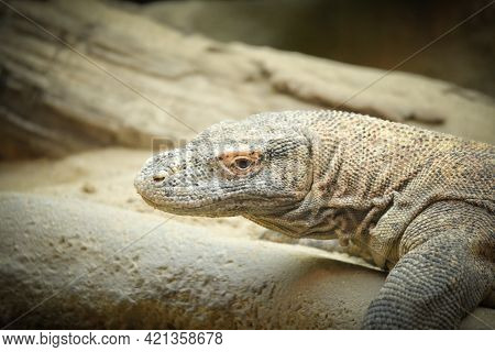 Monitor Lizard On Backyard Of Rustic Village. South Asia Fauna Near Human Settlement. Dangerous Wild