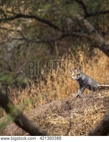 White Footed Fox Or Desert Fox On Rock At Ranthambore National Park Rajasthan India - Vulpes Vulpes 