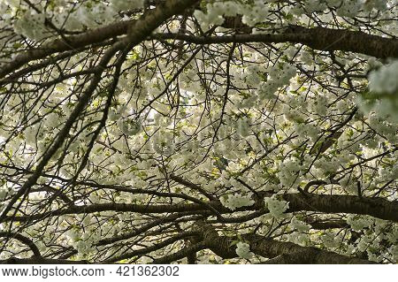Beautiful Closeup View Of Delicate Spring White Cherry (prunus Shogetsu Oku Miyako) Blossom Flowerin