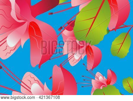 Pink fuchsia flower without background, on transparent background Fuchsia flower. Delicate fuchsia. 
