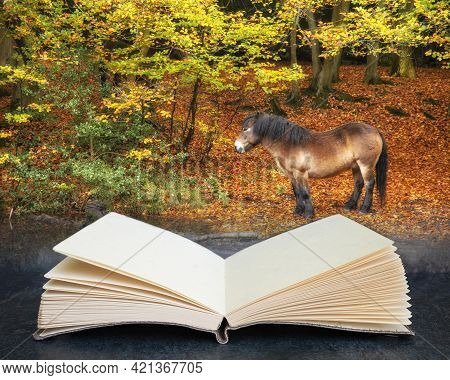 Beautiful Autumn Fall Colorful Vibrant Forest Landscape With Wild Pony By Lakeside Coming Out Of Pag
