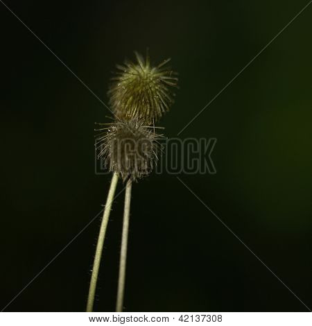 Flower Buds With Hooks