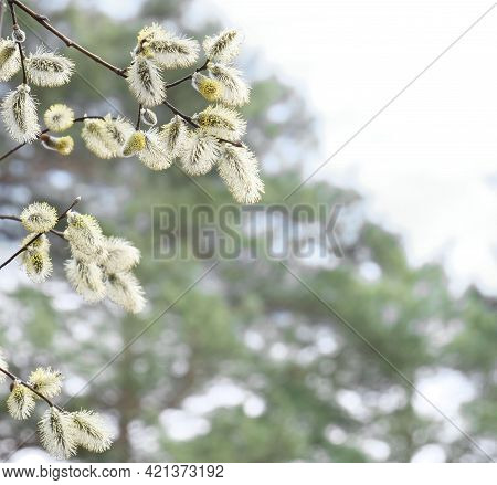 Blurred Spring Background With Blooming Pussy Willow (goat Willow) , Palm Catkins, Goat Willow, Will