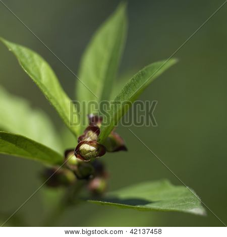 Zbliżenie owłosione Flower Bud