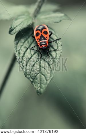 Beautiful Bright Beetle Pyrrhocoris Apterus On A Leaf Of A Plant