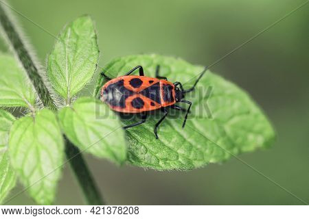 Beautiful Bright Beetle Pyrrhocoris Apterus On A Leaf Of A Plant