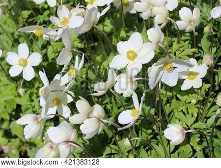 Many Windflowers On A Sunny Day In The Garden