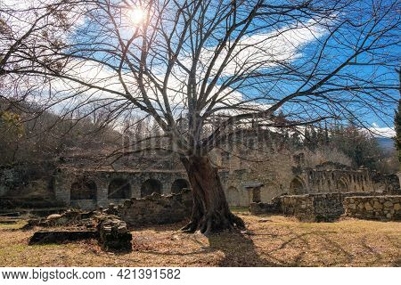 A Tree In The Yard Of Ikalto Academy In Ikalto Monastery Georgia