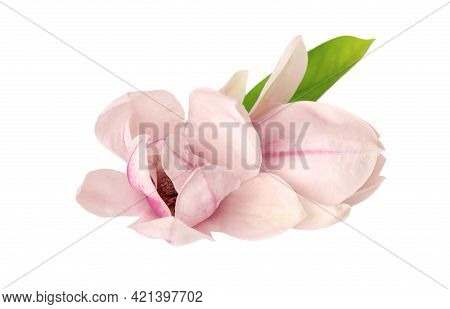 Magnolia Flower Isolated On White Background. Beautiful Spring Flowers.