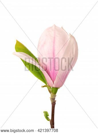 Magnolia Flower Isolated On White Background. Beautiful Spring Flowers.