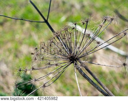 Umbrella Flower Borschevik Sosnovsky Died After The Winter. A Poisonous Plant, A Weed. Dangerous Pla