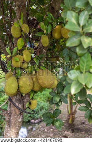 Fresh Jackfruit Tree. Jackfruit Traditional Fruit On The Tree. Lots Of Jackfruits On A Tree.